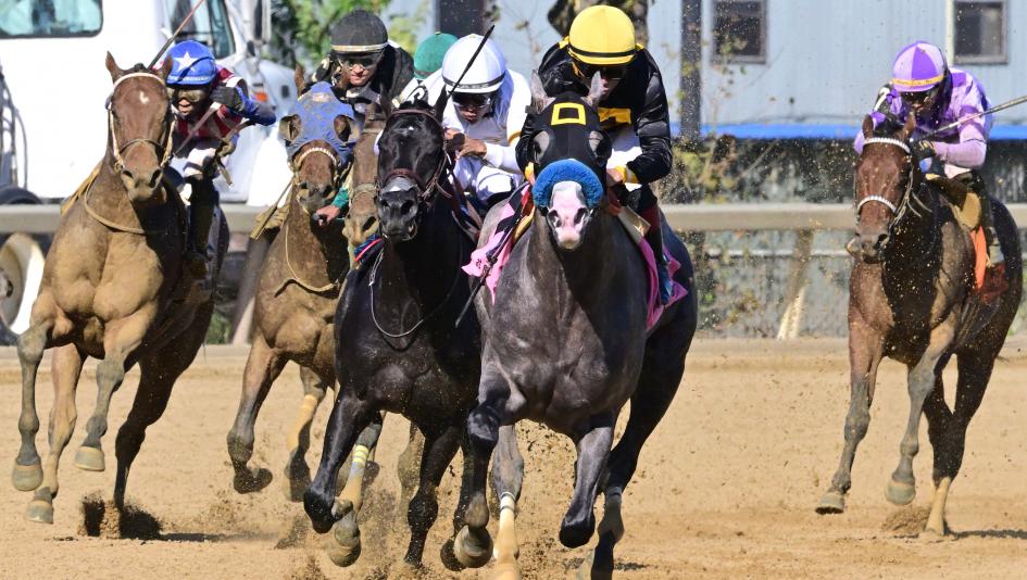 Champagne Stakes, Belmont at the Big A, Aqueduct, Napolean Solo